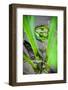 Frog in the Reeds, Connecticut Pond-Daniel Gambino-Framed Photographic Print