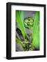 Frog in the Reeds, Connecticut Pond-Daniel Gambino-Framed Photographic Print