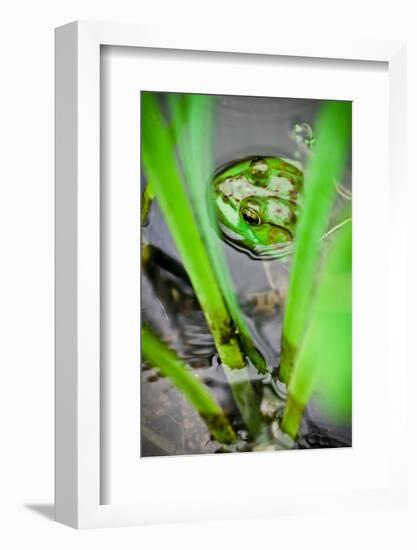 Frog in the Reeds, Connecticut Pond-Daniel Gambino-Framed Photographic Print