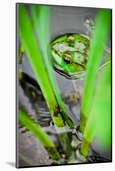 Frog in the Reeds, Connecticut Pond-Daniel Gambino-Mounted Photographic Print