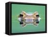 Frog in the water-Herbert Kehrer-Framed Stretched Canvas