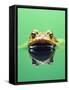 Frog in the water-Herbert Kehrer-Framed Stretched Canvas