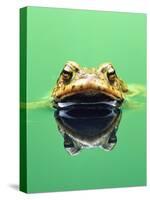 Frog in the water-Herbert Kehrer-Stretched Canvas