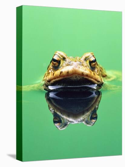 Frog in the water-Herbert Kehrer-Stretched Canvas