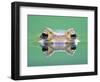 Frog in the water-Herbert Kehrer-Framed Photographic Print