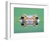 Frog in the water-Herbert Kehrer-Framed Photographic Print