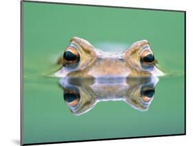 Frog in the water-Herbert Kehrer-Mounted Photographic Print