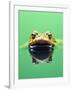 Frog in the water-Herbert Kehrer-Framed Photographic Print