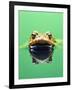 Frog in the water-Herbert Kehrer-Framed Photographic Print