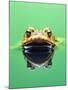 Frog in the water-Herbert Kehrer-Mounted Photographic Print