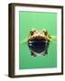 Frog in the water-Herbert Kehrer-Framed Photographic Print