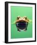 Frog in the water-Herbert Kehrer-Framed Photographic Print