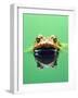 Frog in the water-Herbert Kehrer-Framed Photographic Print