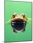 Frog in the water-Herbert Kehrer-Mounted Photographic Print