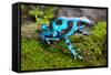 Frog in Tropical Rain Forest Blue Poison Dart Frog Dendrobates Auratus of Rainforest in Panama Beau-kikkerdirk-Framed Stretched Canvas