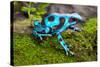 Frog in Tropical Rain Forest Blue Poison Dart Frog Dendrobates Auratus of Rainforest in Panama Beau-kikkerdirk-Stretched Canvas