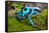 Frog in Tropical Rain Forest Blue Poison Dart Frog Dendrobates Auratus of Rainforest in Panama Beau-kikkerdirk-Framed Stretched Canvas