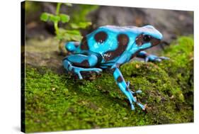 Frog in Tropical Rain Forest Blue Poison Dart Frog Dendrobates Auratus of Rainforest in Panama Beau-kikkerdirk-Stretched Canvas