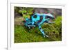 Frog in Tropical Rain Forest Blue Poison Dart Frog Dendrobates Auratus of Rainforest in Panama Beau-kikkerdirk-Framed Photographic Print