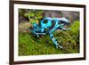 Frog in Tropical Rain Forest Blue Poison Dart Frog Dendrobates Auratus of Rainforest in Panama Beau-kikkerdirk-Framed Photographic Print