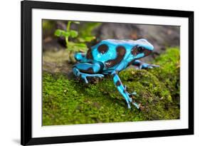 Frog in Tropical Rain Forest Blue Poison Dart Frog Dendrobates Auratus of Rainforest in Panama Beau-kikkerdirk-Framed Photographic Print