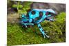 Frog in Tropical Rain Forest Blue Poison Dart Frog Dendrobates Auratus of Rainforest in Panama Beau-kikkerdirk-Mounted Photographic Print