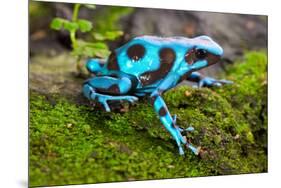 Frog in Tropical Rain Forest Blue Poison Dart Frog Dendrobates Auratus of Rainforest in Panama Beau-kikkerdirk-Mounted Photographic Print