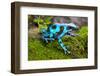 Frog in Tropical Rain Forest Blue Poison Dart Frog Dendrobates Auratus of Rainforest in Panama Beau-kikkerdirk-Framed Photographic Print