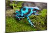 Frog in Tropical Rain Forest Blue Poison Dart Frog Dendrobates Auratus of Rainforest in Panama Beau-kikkerdirk-Mounted Photographic Print