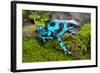 Frog in Tropical Rain Forest Blue Poison Dart Frog Dendrobates Auratus of Rainforest in Panama Beau-kikkerdirk-Framed Photographic Print