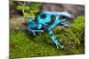Frog in Tropical Rain Forest Blue Poison Dart Frog Dendrobates Auratus of Rainforest in Panama Beau-kikkerdirk-Mounted Photographic Print