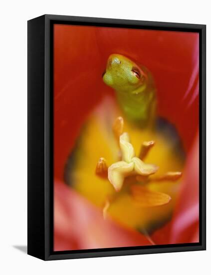 Frog in Tulip-Nancy Rotenberg-Framed Stretched Canvas