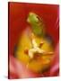 Frog in Tulip-Nancy Rotenberg-Stretched Canvas