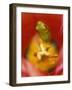 Frog in Tulip-Nancy Rotenberg-Framed Photographic Print