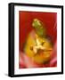 Frog in Tulip-Nancy Rotenberg-Framed Photographic Print