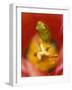 Frog in Tulip-Nancy Rotenberg-Framed Photographic Print