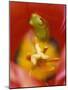 Frog in Tulip-Nancy Rotenberg-Mounted Photographic Print
