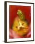 Frog in Tulip-Nancy Rotenberg-Framed Photographic Print