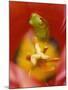 Frog in Tulip-Nancy Rotenberg-Mounted Photographic Print