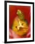 Frog in Tulip-Nancy Rotenberg-Framed Photographic Print