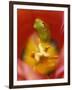 Frog in Tulip-Nancy Rotenberg-Framed Photographic Print