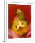 Frog in Tulip-Nancy Rotenberg-Framed Photographic Print