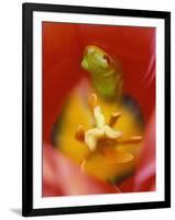 Frog in Tulip-Nancy Rotenberg-Framed Photographic Print