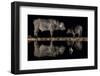 Frog in waterhole with two Cape buffalo in background-Ann & Steve Toon-Framed Photographic Print