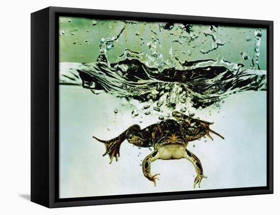 Frog Jumping Into an Aquarium-Gjon Mili-Framed Stretched Canvas