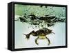 Frog Jumping Into an Aquarium-Gjon Mili-Framed Stretched Canvas