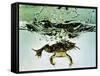 Frog Jumping Into an Aquarium-Gjon Mili-Framed Stretched Canvas