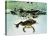 Frog Jumping Into an Aquarium-Gjon Mili-Stretched Canvas