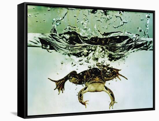 Frog Jumping Into an Aquarium-Gjon Mili-Framed Stretched Canvas