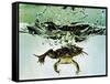 Frog Jumping Into an Aquarium-Gjon Mili-Framed Stretched Canvas